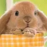 cute bunny 
