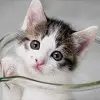  cute kitty 
