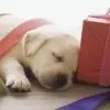 Puppppy 
