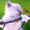 Kitty