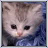 Kitty
