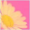 flower. 