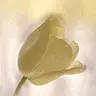 nice flowerrr. 