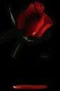 Bloodrose