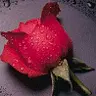 red rose.. 