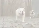 bulldogs