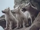 Wolf Pups