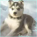 kawaii petshop~'s avatar
