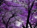 Purple trees