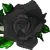 Black Rose