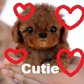 Small Puppy