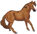 horse