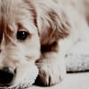 Cute dog