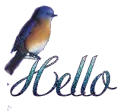 Bluebird Hello