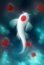 koi