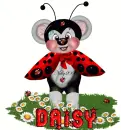 daisy