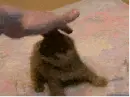 Cute Kitty