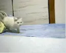 Infinite Cat Run
