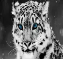 snow leopard