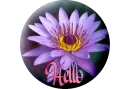 Hello on a flower button