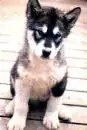 Siberian Huskey