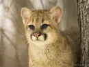Mountain Lion