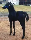 Jet Black Horse <3