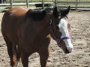 Bay horse with wide blaze