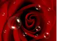 Rose with bubbles