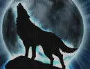 wolf in the rain