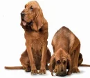 BLOODHOUNDS