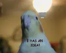 My Bird Has An Idea