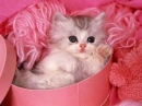 Pinkitty