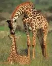 giraffes-mommy and baby
