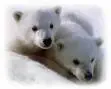 baby bears