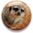 meerkat by jess