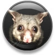 possum