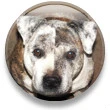 dog round circle