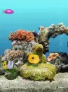 fish tank aquarium reef coral