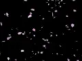 Falling Sakura Background