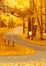 autumn trees scene
