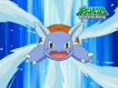 May's wartortle attacks