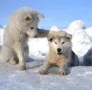 Wolf Pups