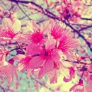 Cherry Blossom