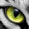 tiger eye