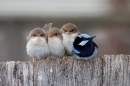 birdies!