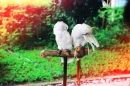 cockatoos