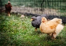 chickens!