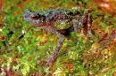 pretty frog!