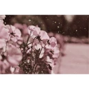 Purple flowers